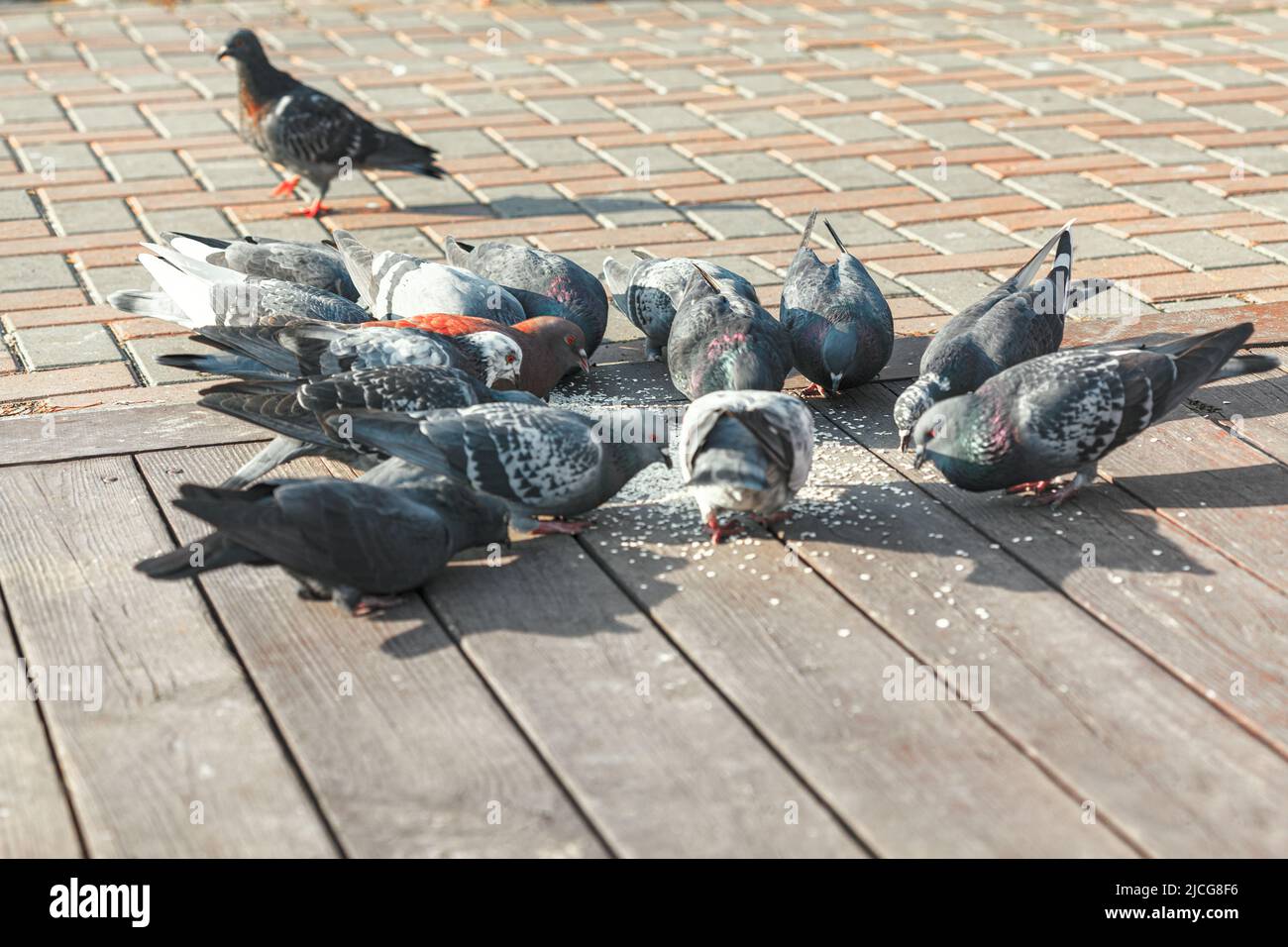 Pigeons eating on a street . Urban birds on the pavement Stock Photo ... Biology Diagrams