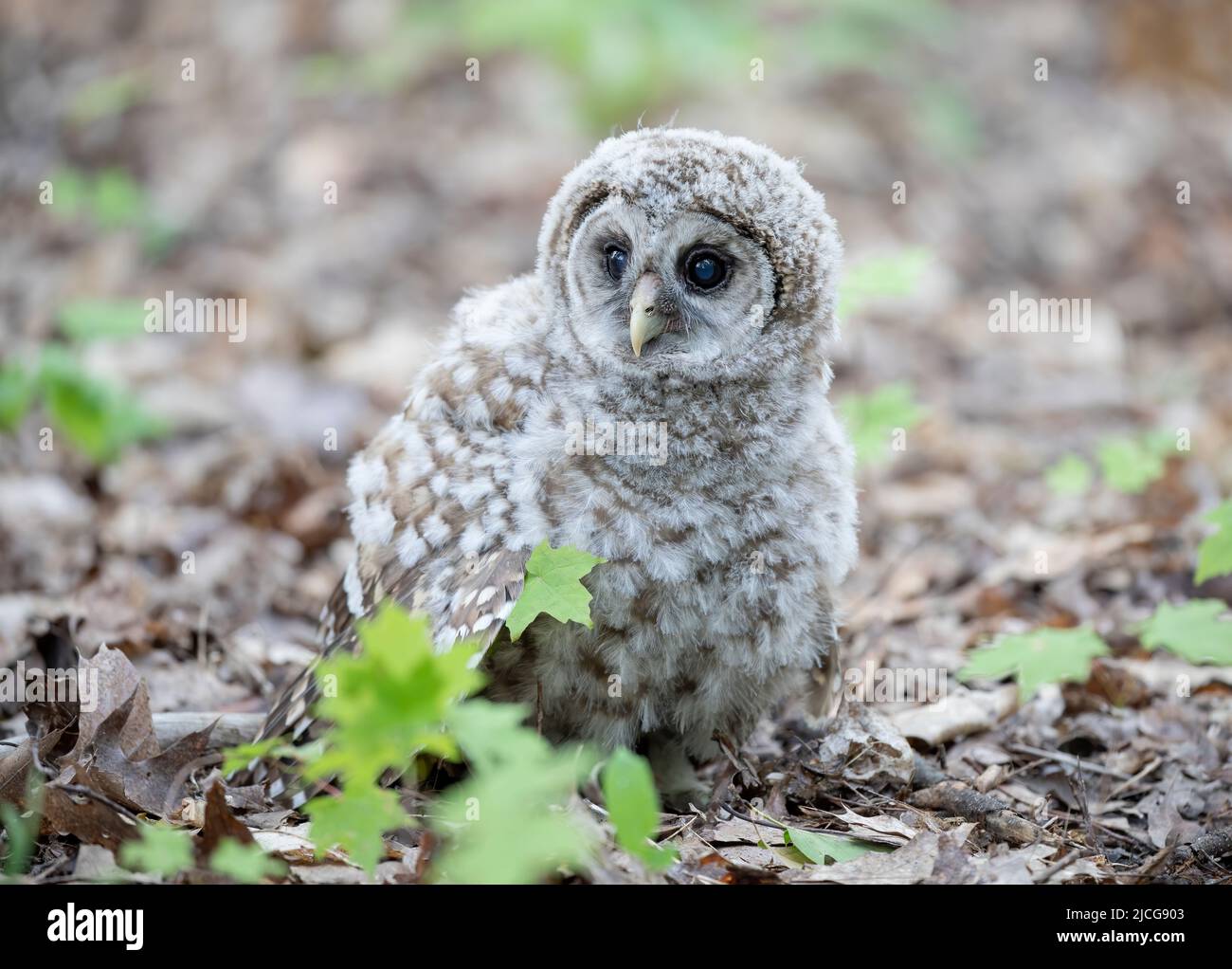 Barred owl owlet just fell out of a tree and now resting on the forest floor in Canada Stock Photo