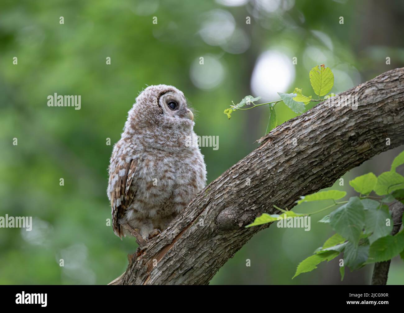 Barred owl owlet perched on a low branch in the forest in Canada Stock Photo