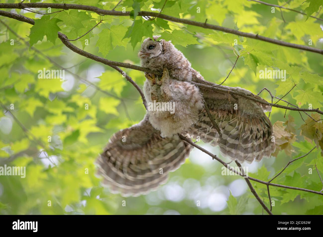 Barred owl owlet hanging onto a branch against green background in the forest in Canada Stock Photo