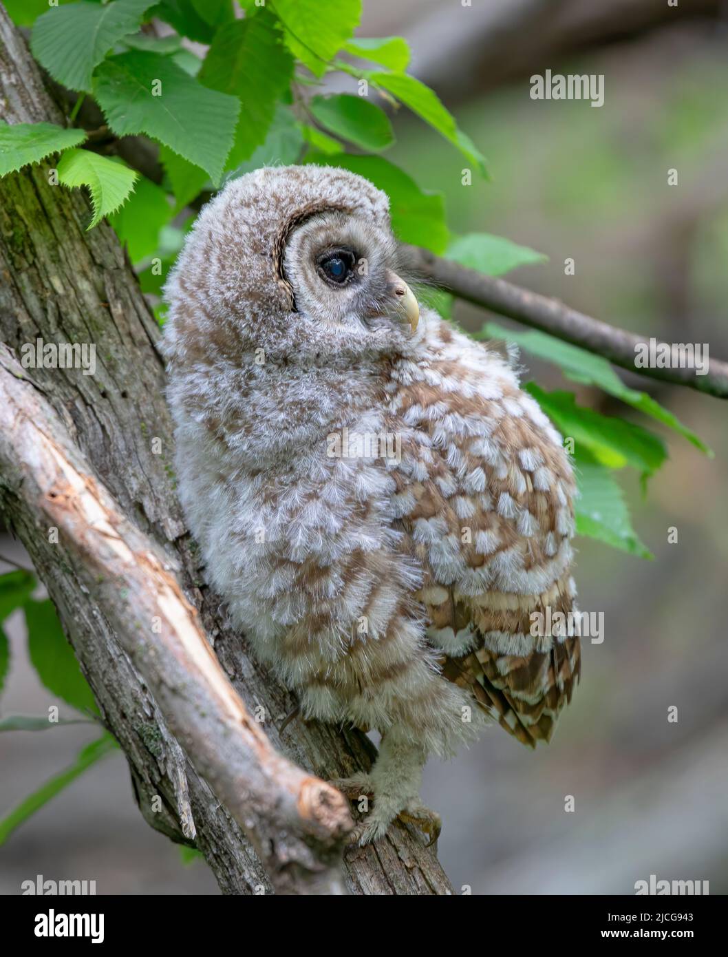 Barred owl owlet perched on a low branch in the forest in Canada Stock Photo