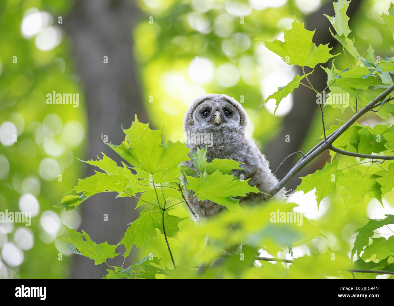Barred owl owlet perched high on a branch in the forest in Canada Stock Photo