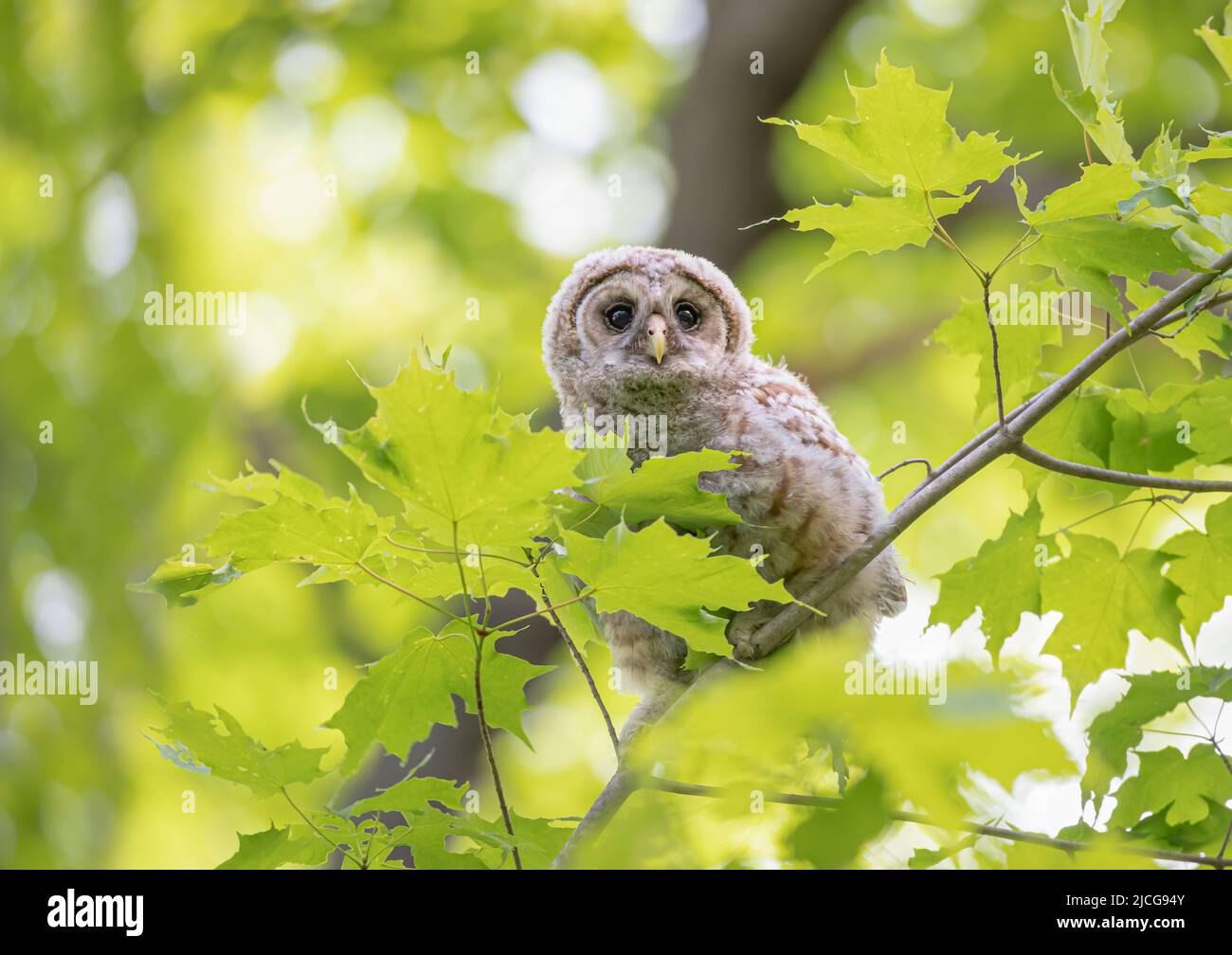 Barred owl owlet perched high on a branch in the forest in Canada Stock Photo