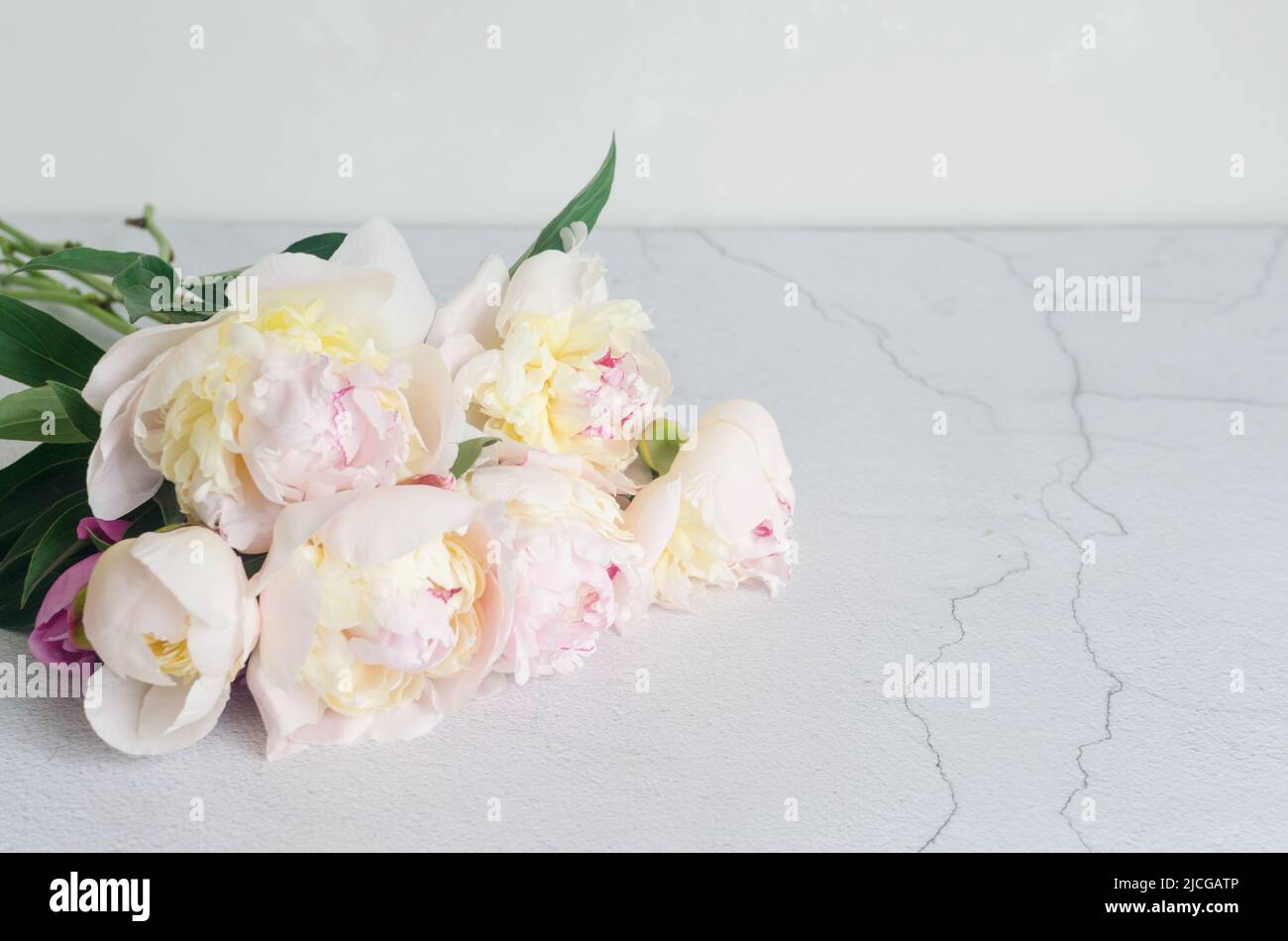 Beautiful bunch of fresh white peonies in full bloom close up ...