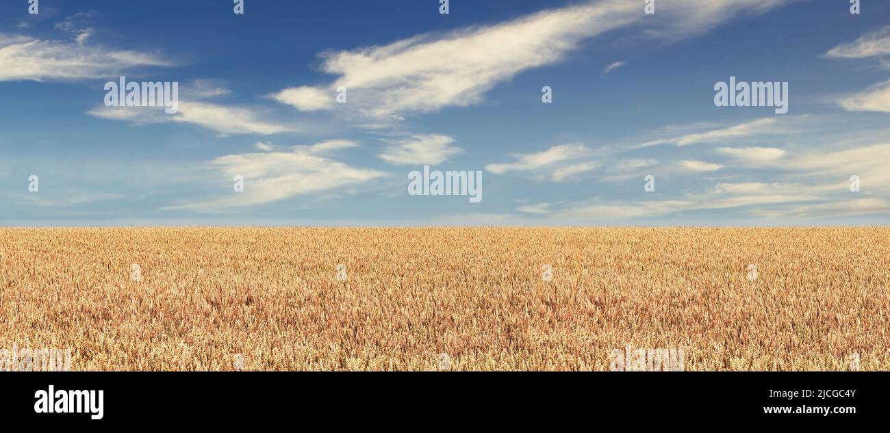 panoramic wide nature background, wheat field against sky on sunny day Stock Photo