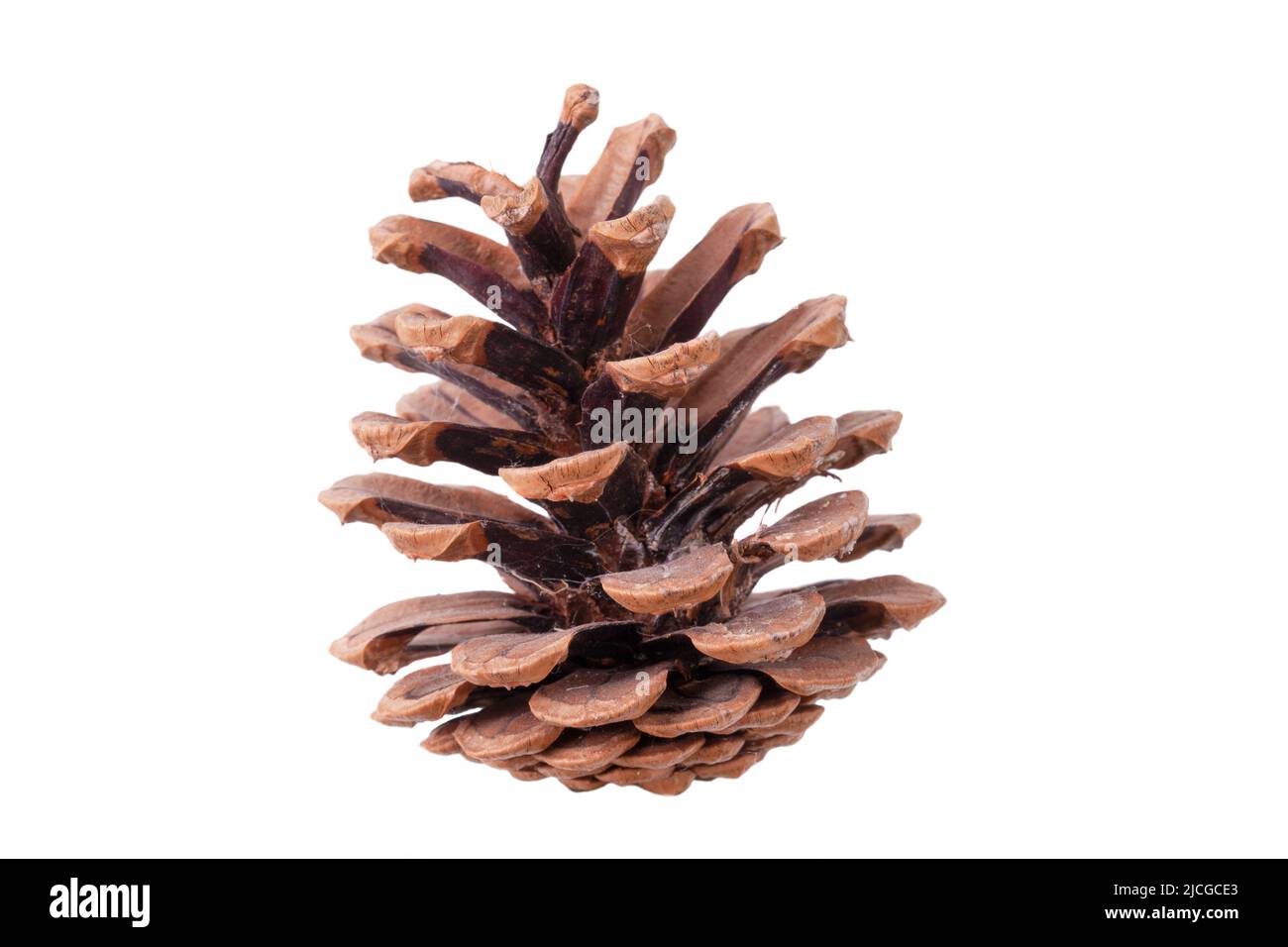 Fir cone open isolated on a white background Stock Photo