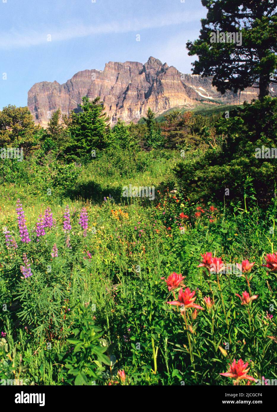 Glacier National Park Montana. Many Glacier Valley, field of wildflowers, Mount Grinnell. Beauty in nature sightseeing Rockies America USA. No people Stock Photo