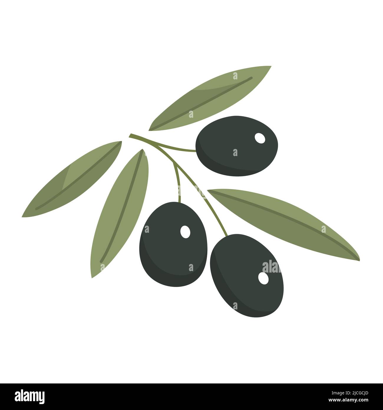 Branch of olive with green leaves. Delicious fruit for seasoning and