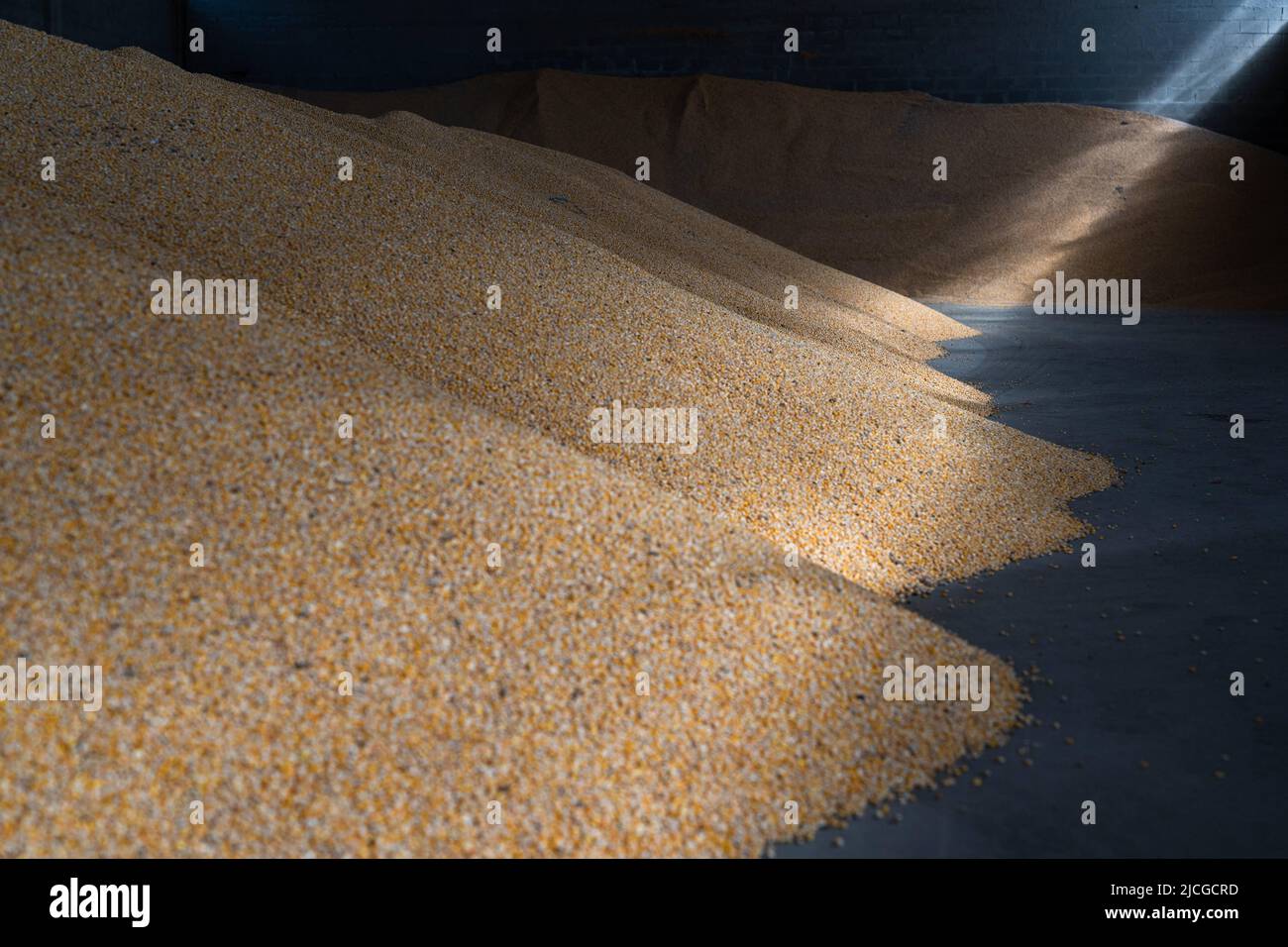 Maize grains are stored at a warehouse in Kyiv Region, northern Ukraine