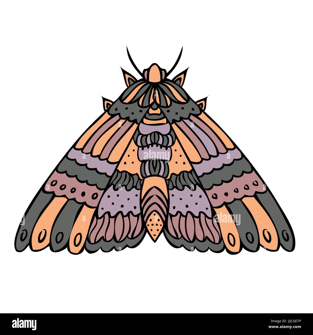 Night butterfly, moth. Hand drawn vector illustration Stock Vector Image & Art Alamy