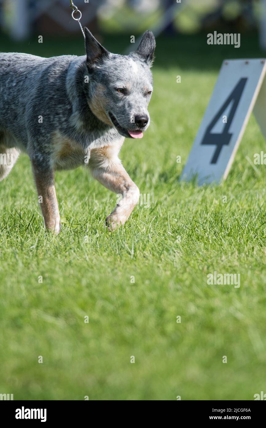 Australian Cattle Dog walking by the number 4 in the dog show ring