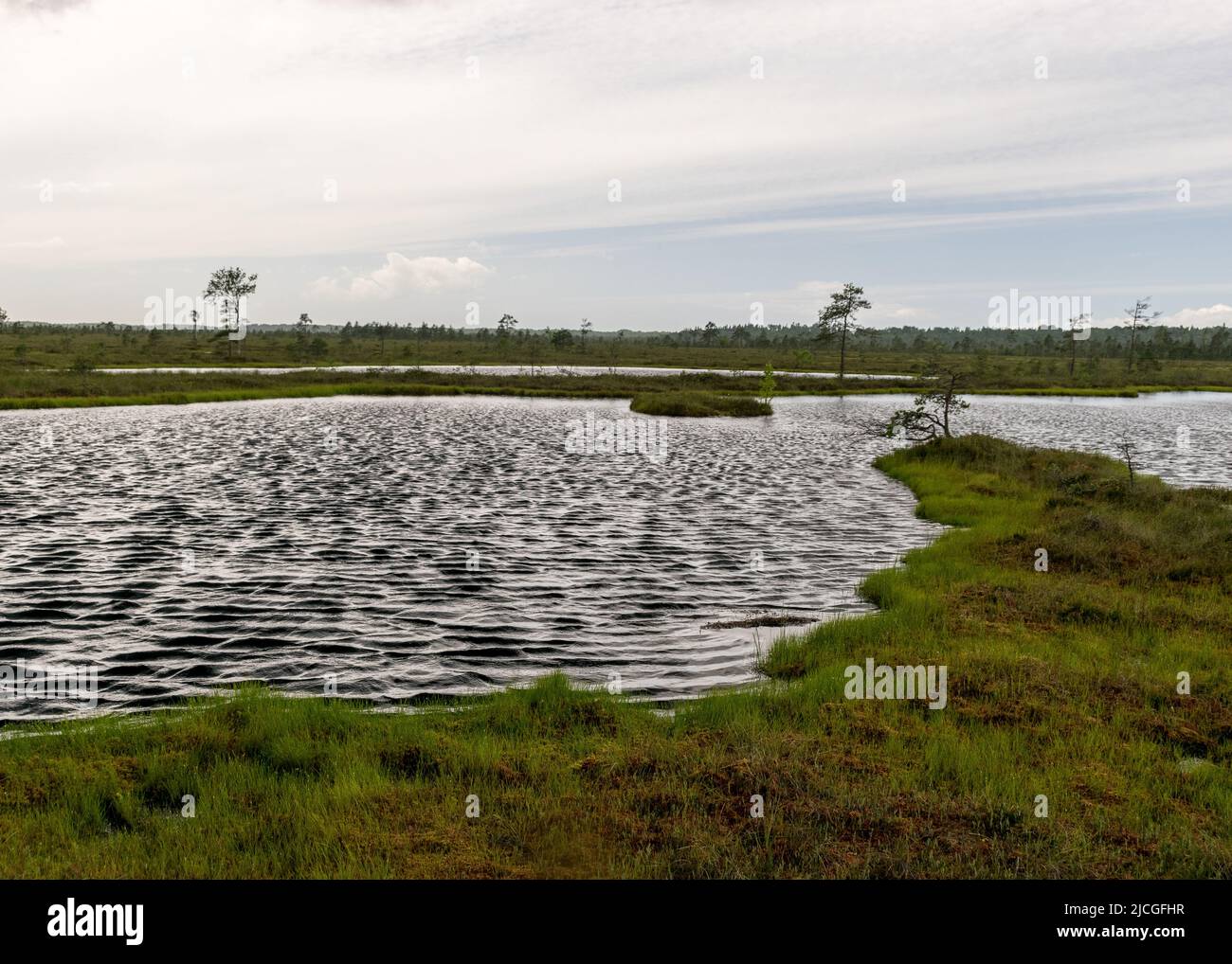 windy summer landscape from swamp lake, wind and turbulence of lake