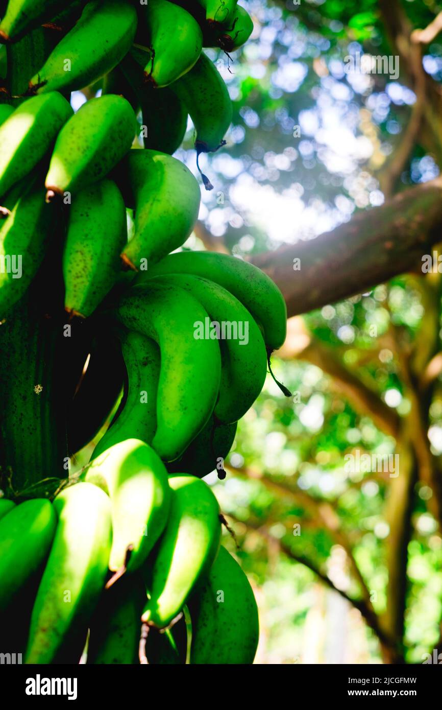 Unripe organic hybrid Latundan banana also called Tundan, silk banana