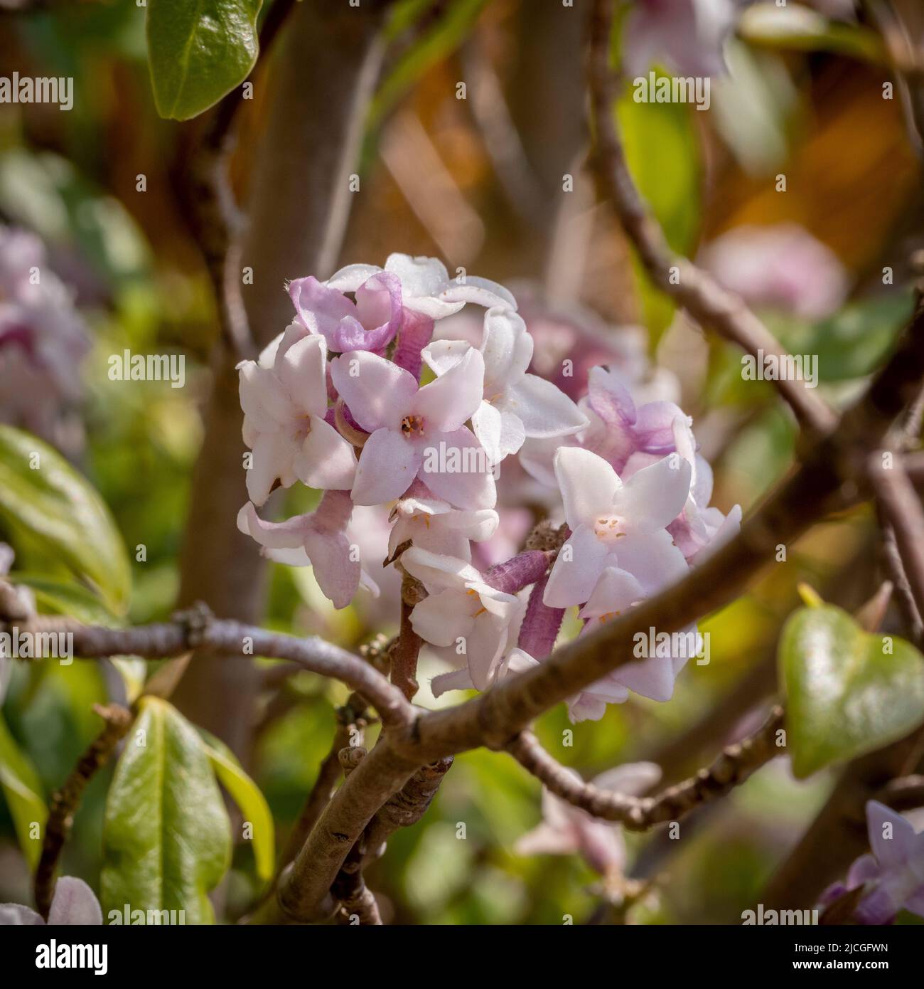 The pink flowers of Daphne bholua 'Jacqueline Postill' growing in a UK garden, in winter. Stock Photo