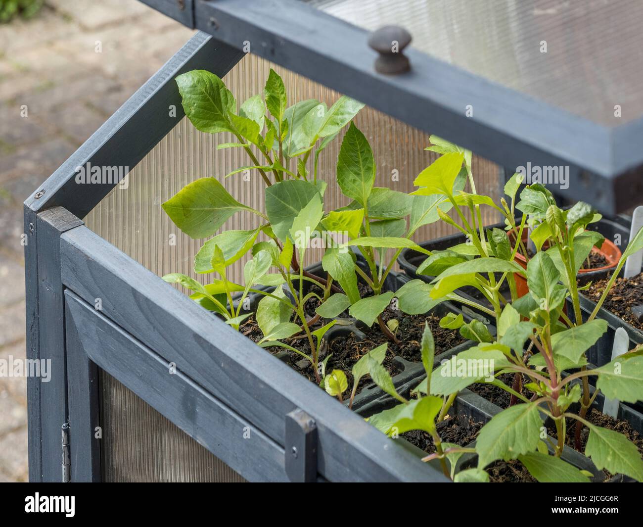 Dahlias plants in a partially opened cold frame being acclimatised to the cooler UK air temperature before being planted out. Stock Photo