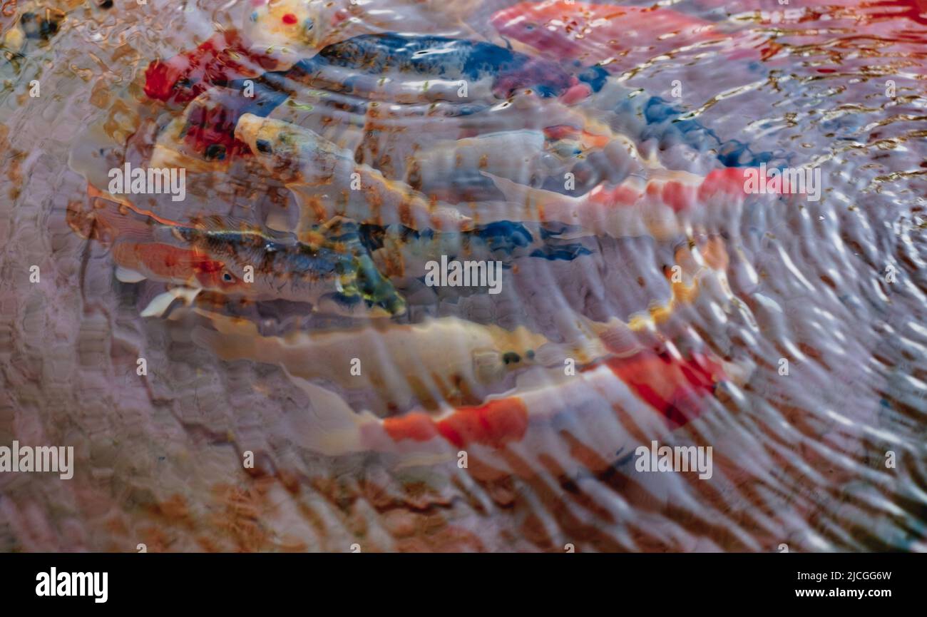 Bunch of popular expensive colored Koi fish AKA Nishikigoi Carp varieties under rippling clear fresh water. Selective focus. Stock Photo