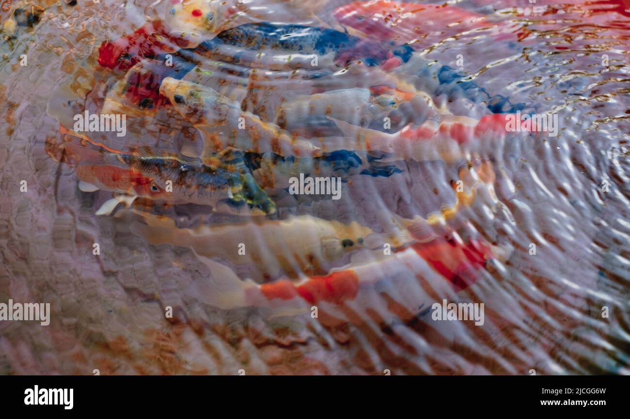 Bunch of popular expensive colored Koi fish AKA Nishikigoi Carp varieties under rippling clear fresh water. Selective focus. Stock Photo