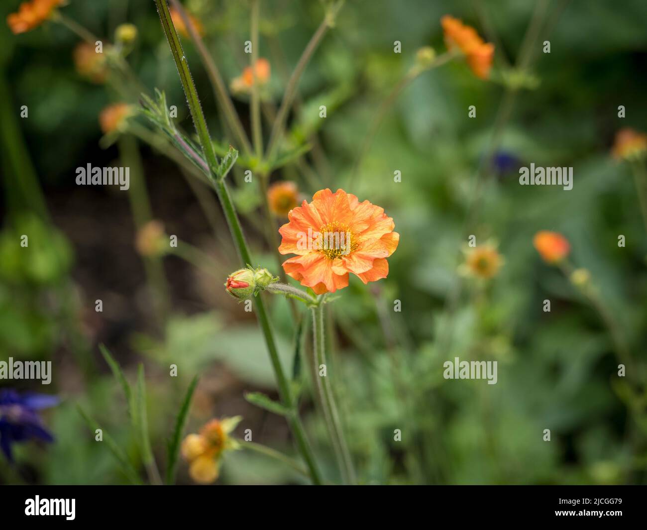 The orange flowers of Geum 'Totally Tangerine growing in a UK garden in summer. Stock Photo