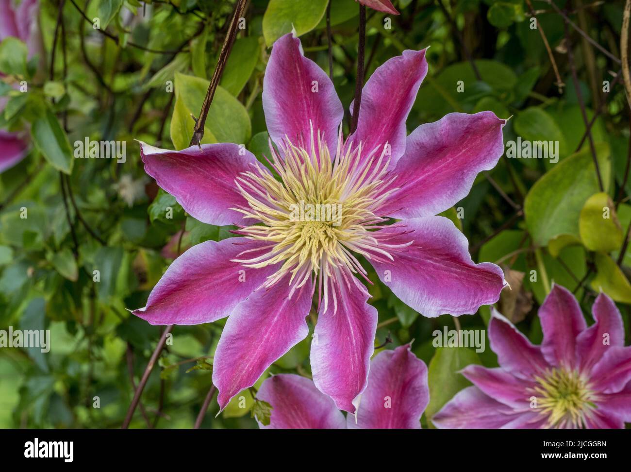 Closeup of a a semi-double Clematis Josephine flower growing in a UK garden. Stock Photo