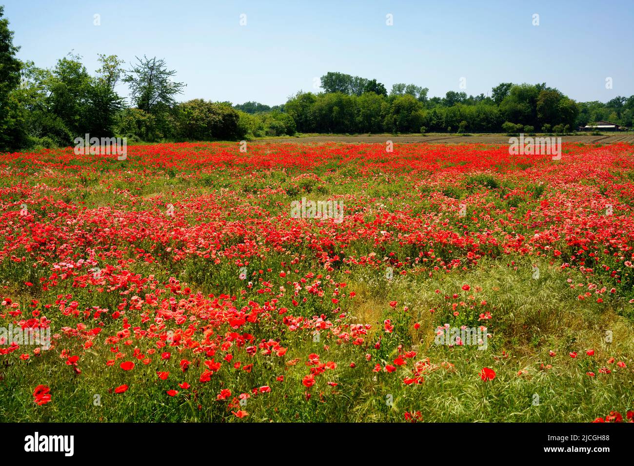 FIeld of red poppies near Galliate, Novara province, Piedmont, Italy, at springtime Stock Photo