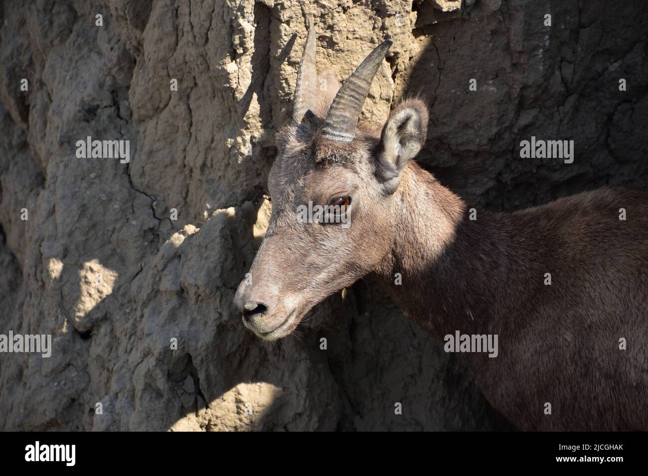 Cliff side with an adorable baby bighorn sheep Stock Photo - Alamy