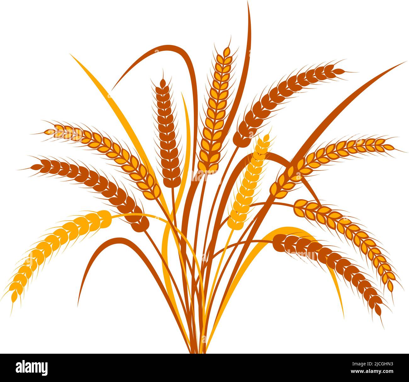 Bunch of ears of wheat on a transparent background. Two color vector illustration Stock Vector