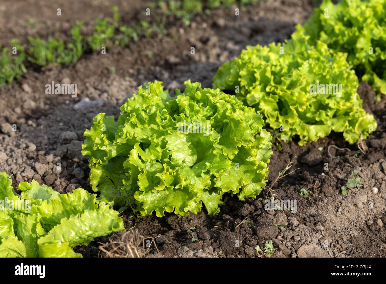 Row of fresh and organic green Batavia lettuce Stock Photo