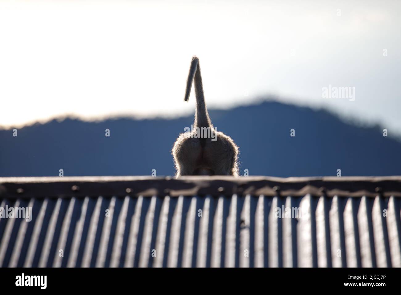 Monkey tail on the roof against the sun Stock Photo