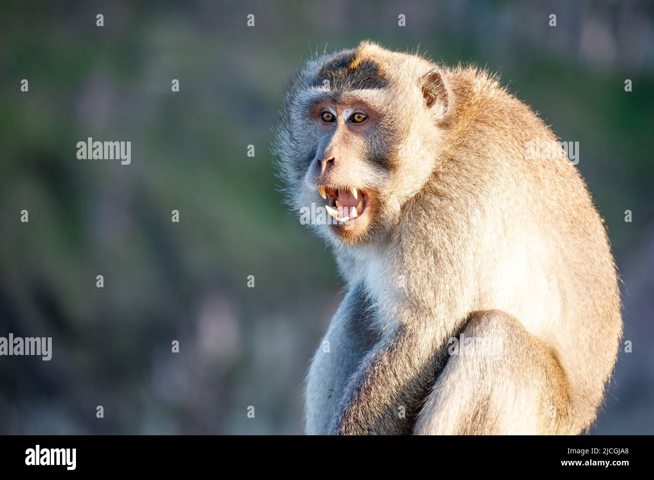Surprised funny monkey with opened mouth. Bali Stock Photo