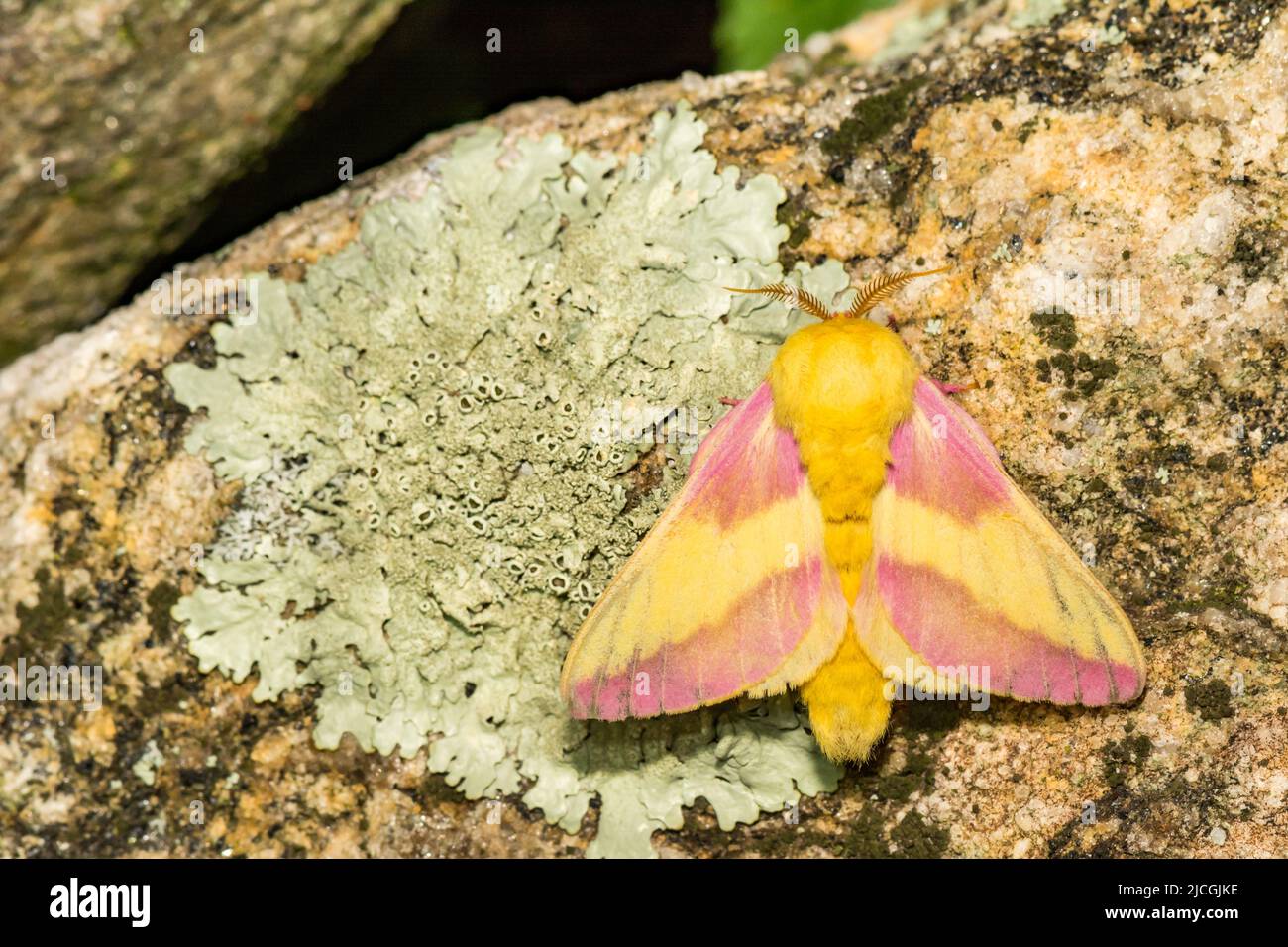 Rosy Maple Moth - Dryocampa rubicunda Stock Photo