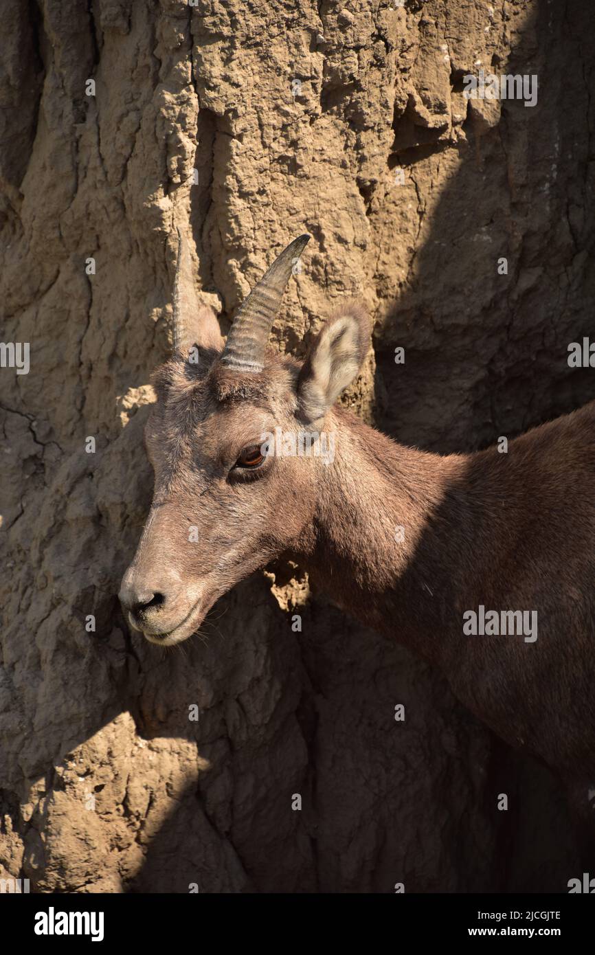 Cliff side with a baby bighorn sheep looking out Stock Photo - Alamy
