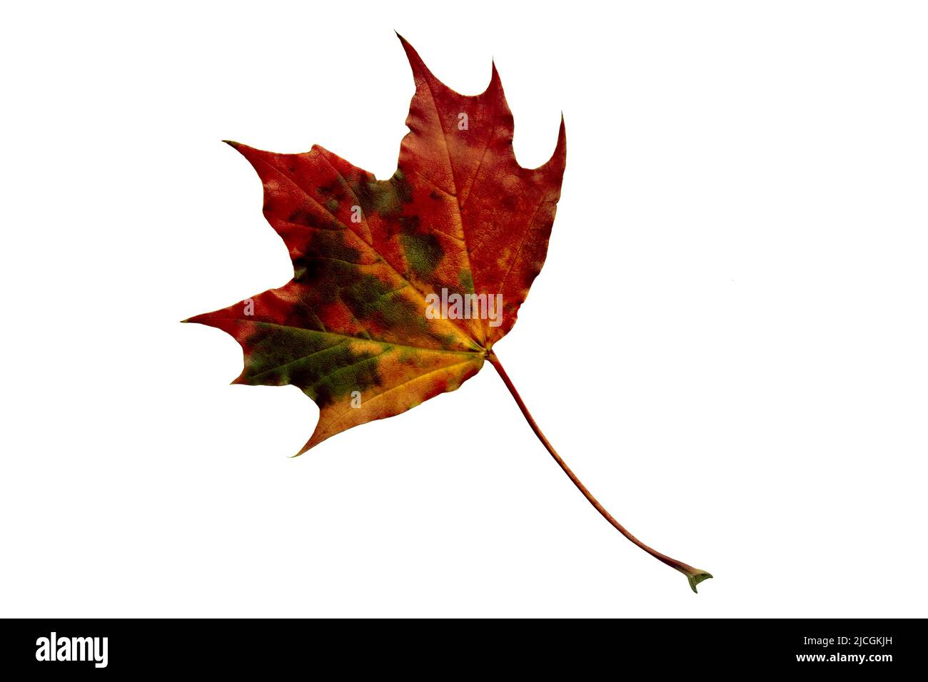 Fallen multicolored maple leaf on a white background. Collage isolate Stock Photo