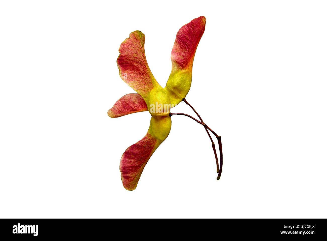 Two pod of maple seeds isolated on white background. Stock Photo