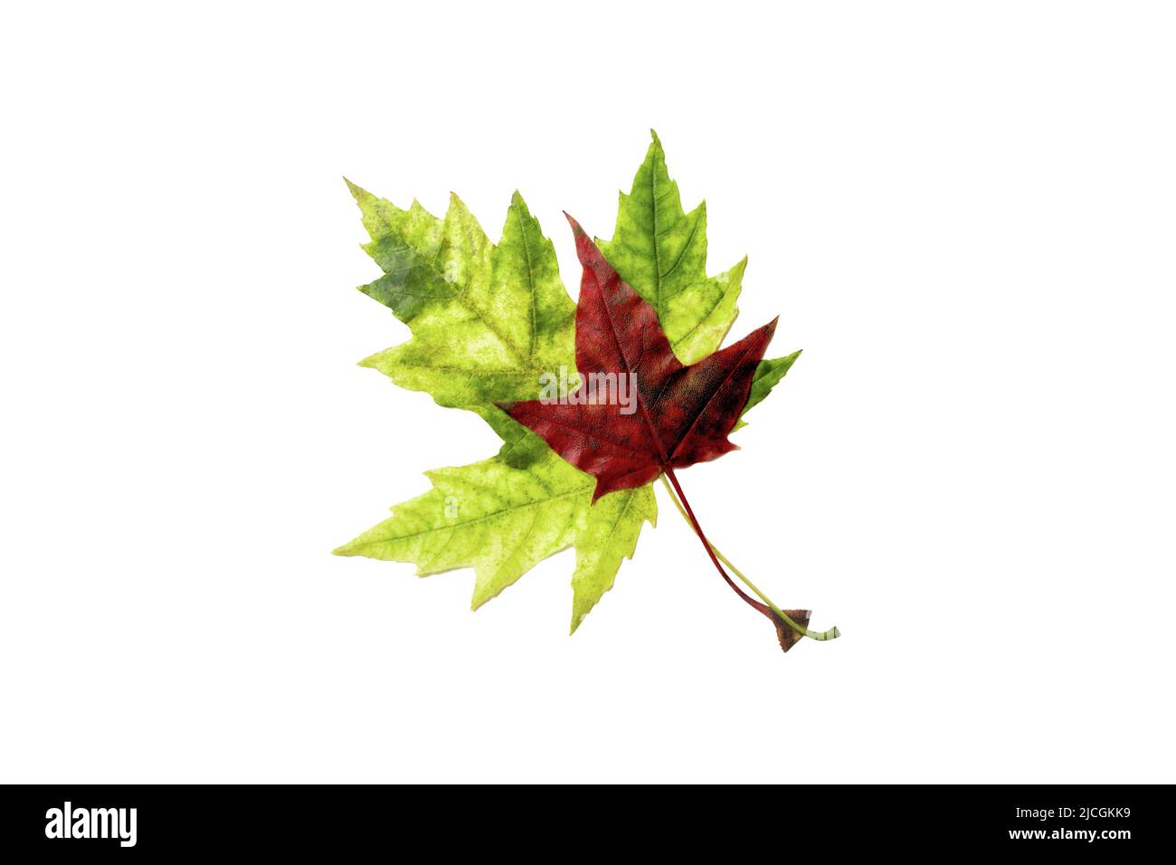 Two maple leaves red and green isolated on white background. Back to shool Stock Photo