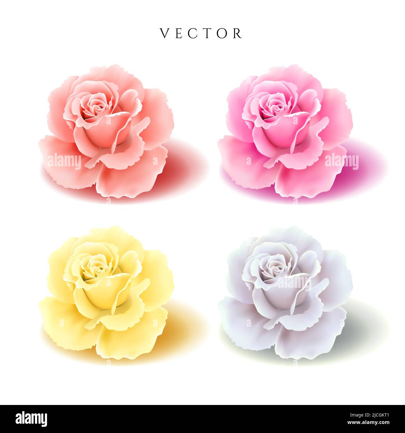 Beautiful realistic rose bud in four different colors isolated on white background, vector illustration Stock Vector
