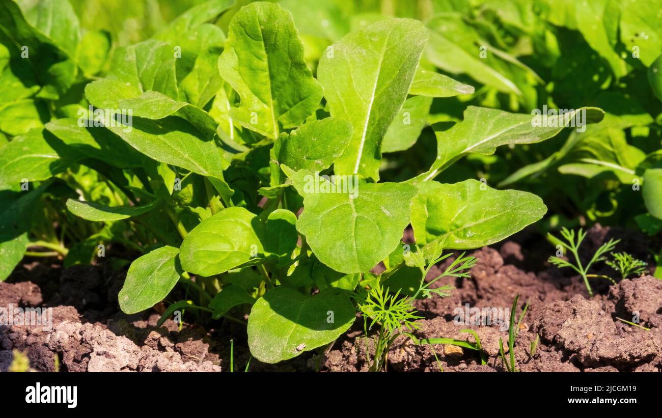 Arugula or rocket (Eruca vesicaria, Eruca sativa Mill., Brassica eruca L.) is an edible annual plant. A close-up view of the plant in the garden Stock Photo