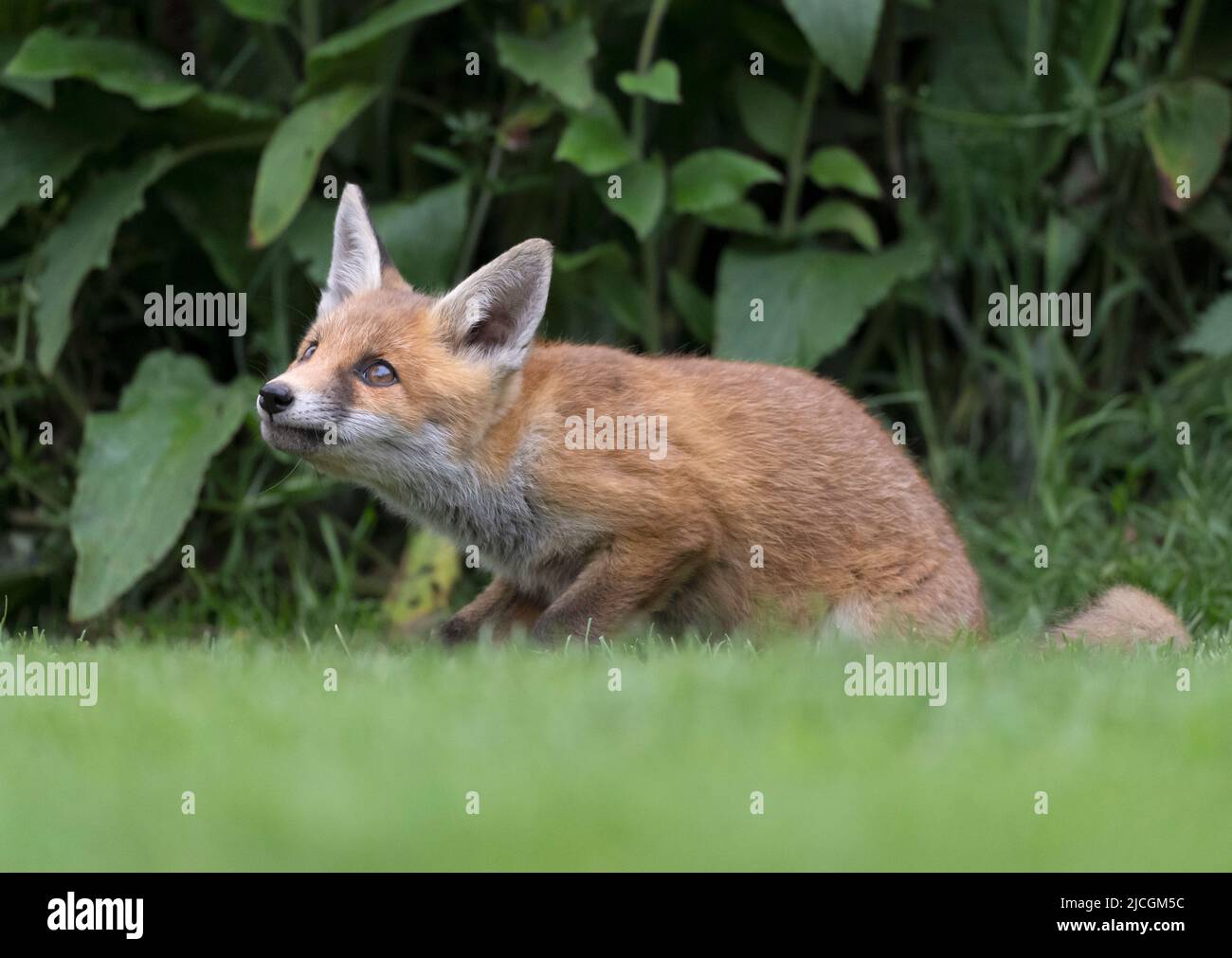 A young wild Red Fox cub (Vulpes vulpes) on edge of undergrowth, Warwickshire Stock Photo