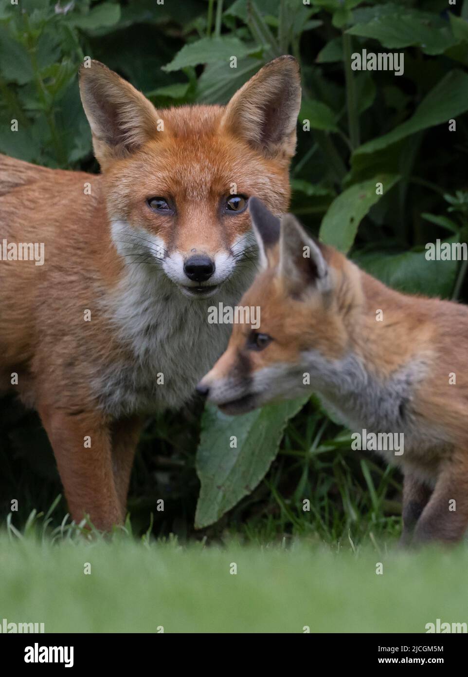 An adult female Red Fox (Vulpes vulpes) and one of her cubs, Warwickshire Stock Photo