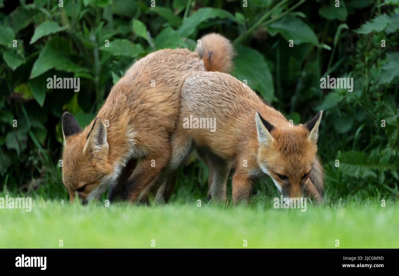 A pair wild Red Fox cubs (Vulpes vulpes) testing each others strength in a game of dominance, Warwickshire Stock Photo