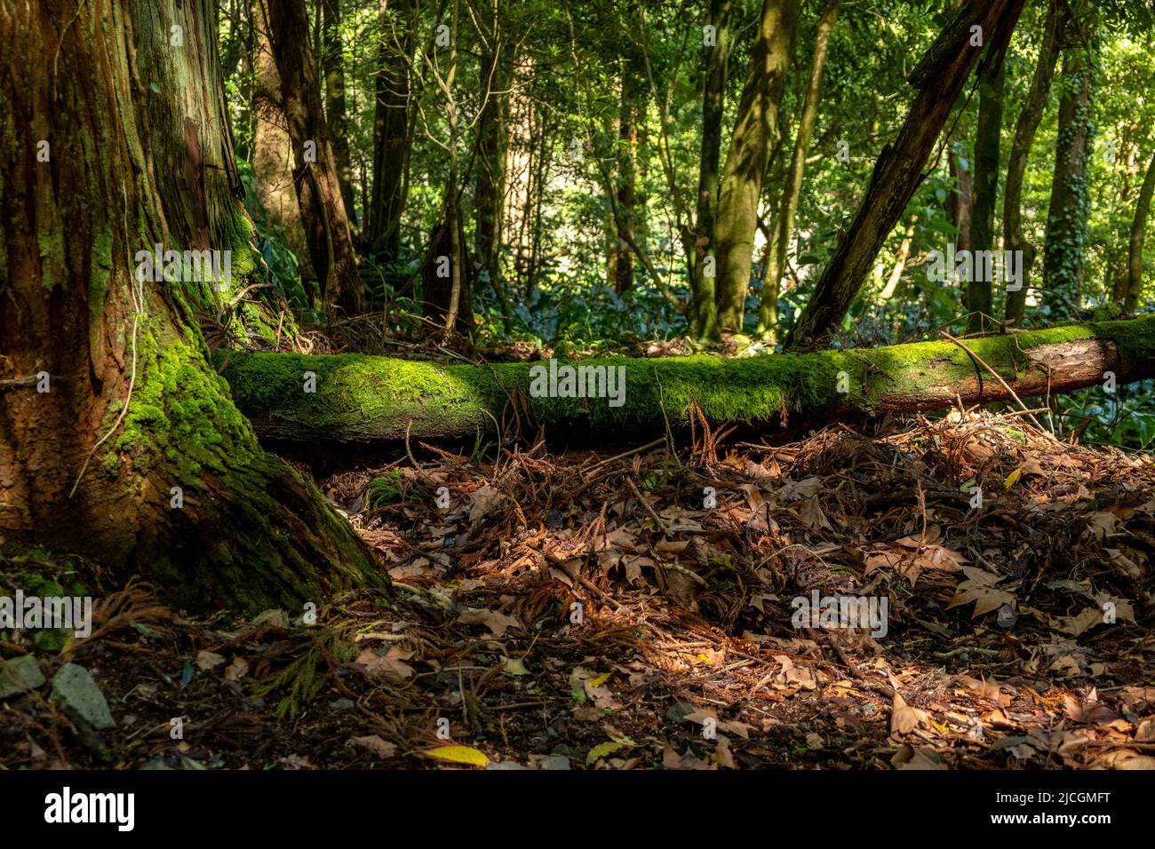 Beautiful magical forest landscape. Tree trunk with moss lying on the ...