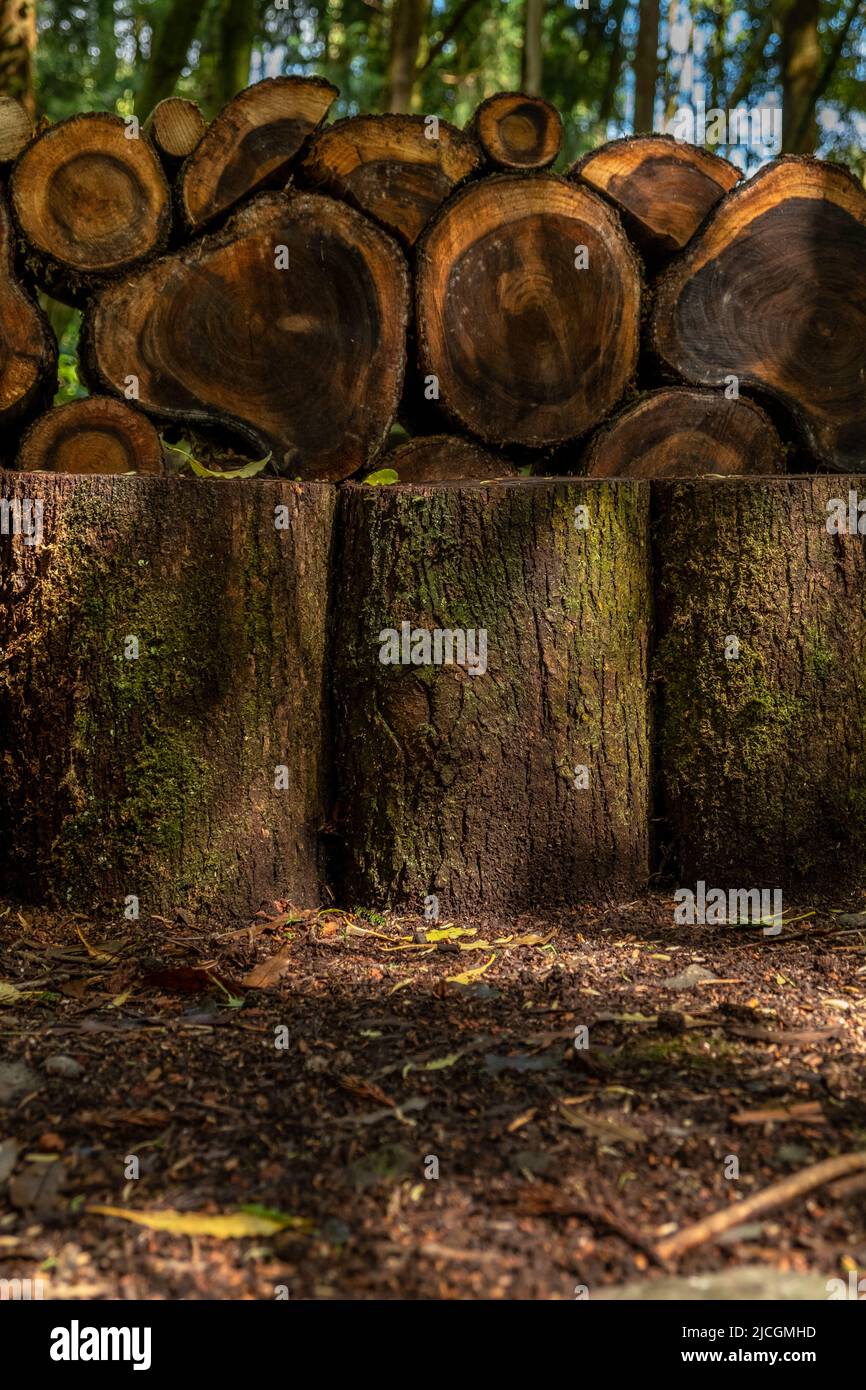 Close up to logs cut and perfectly aligned in the forest landscape. Pile of wood trunks aligned in the green forest in São Miguel, Azores, Portugal. Stock Photo