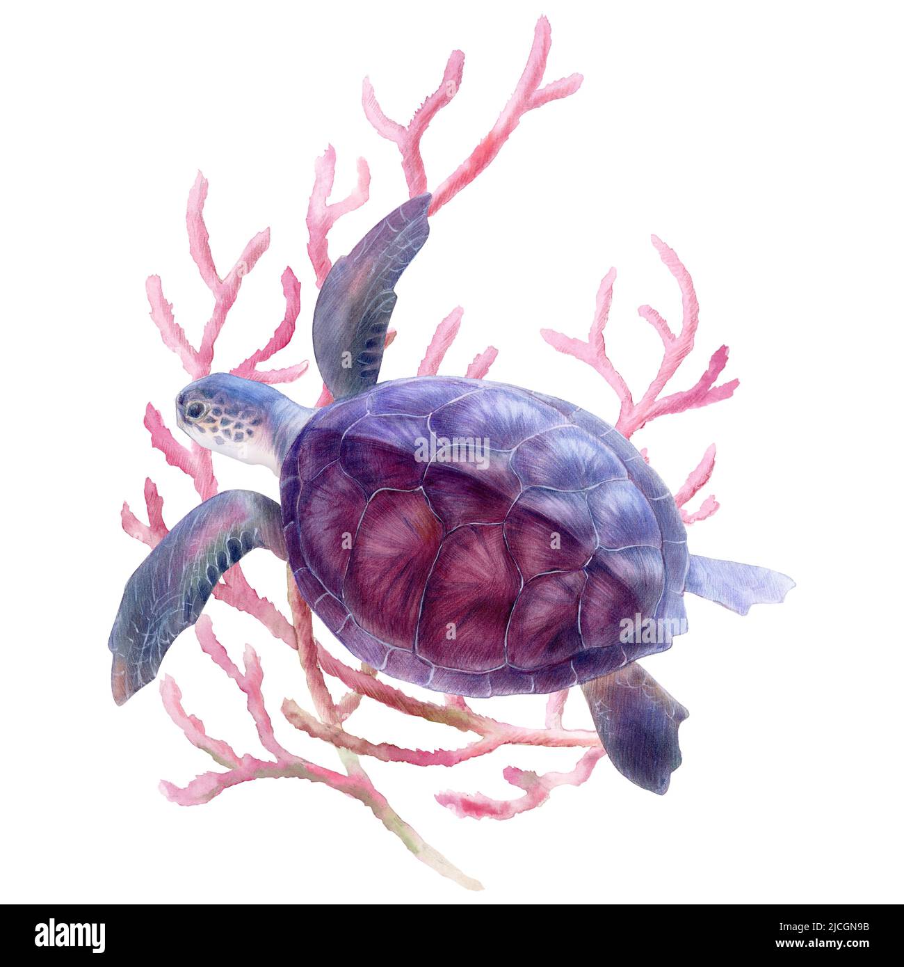 Sea turtle on coral background, mixed media watercolor illustration. High quality illustration Stock Photo