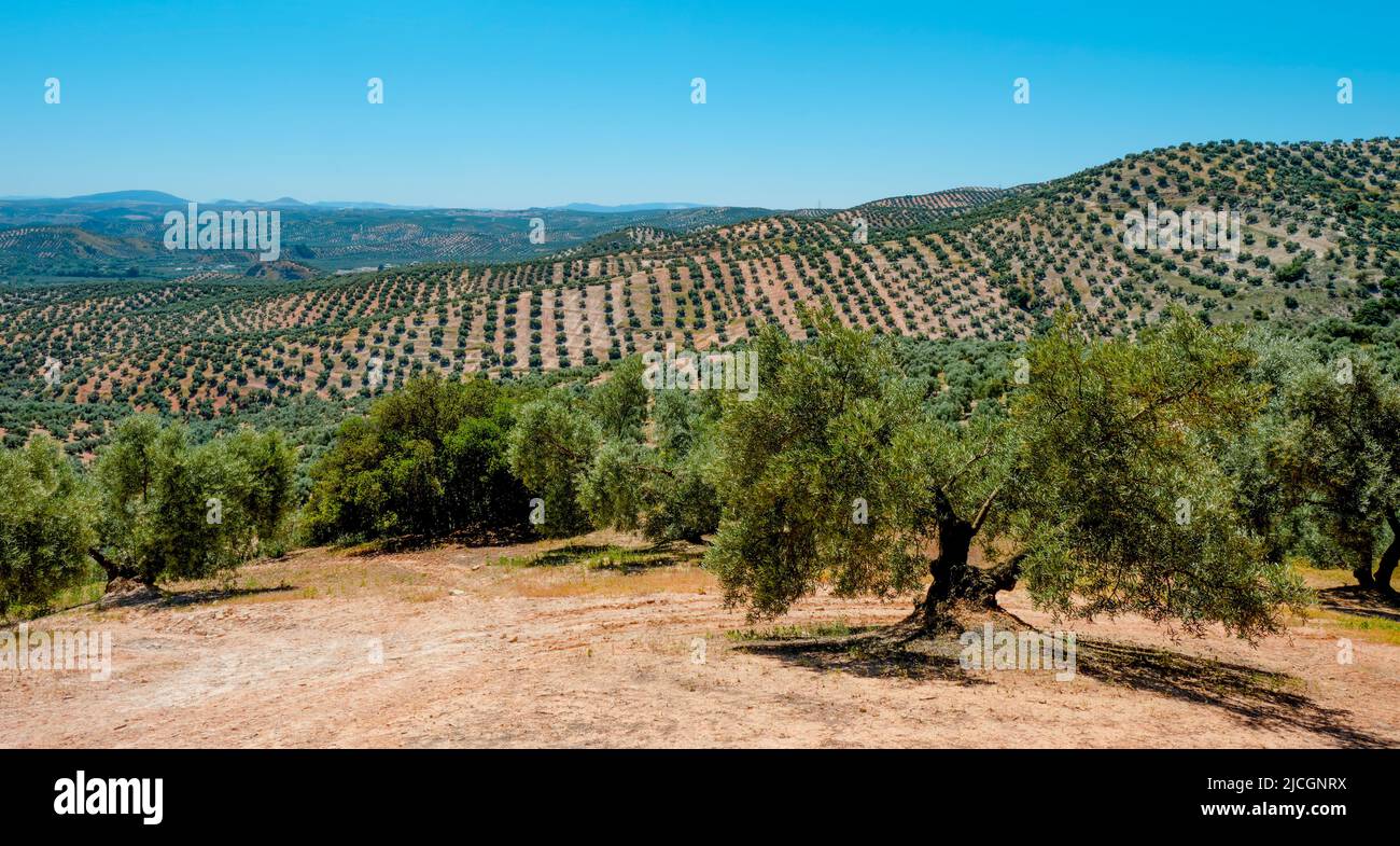 a view over an olive grove in Rute, Andalusia, in a sunny spring day, in a panoramic format to use as web banner or header Stock Photo