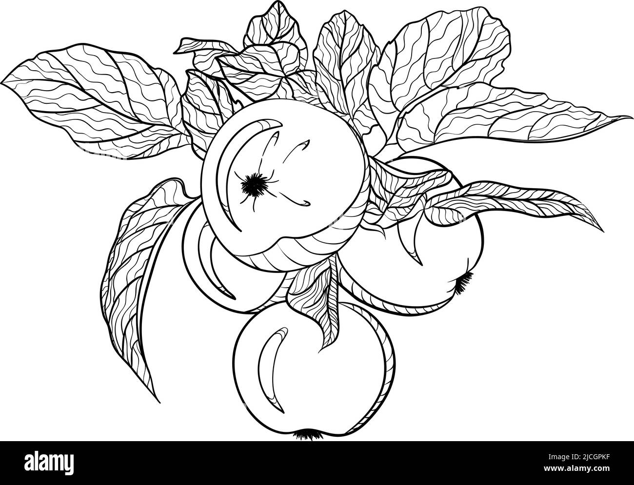 Branch with apples in doodle style Stock Vector