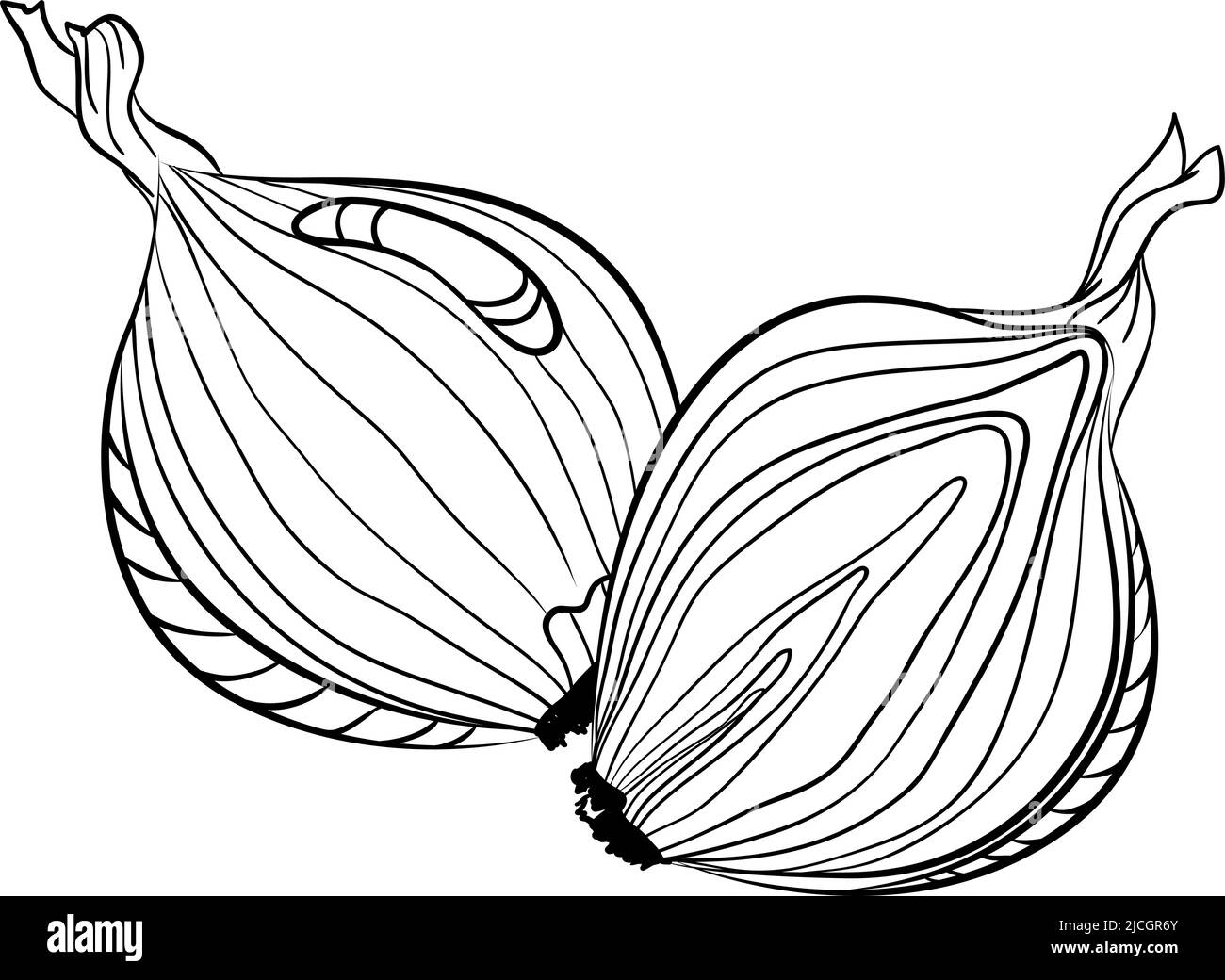 Whole and half onion in doodle style Stock Vector Image & Art Alamy