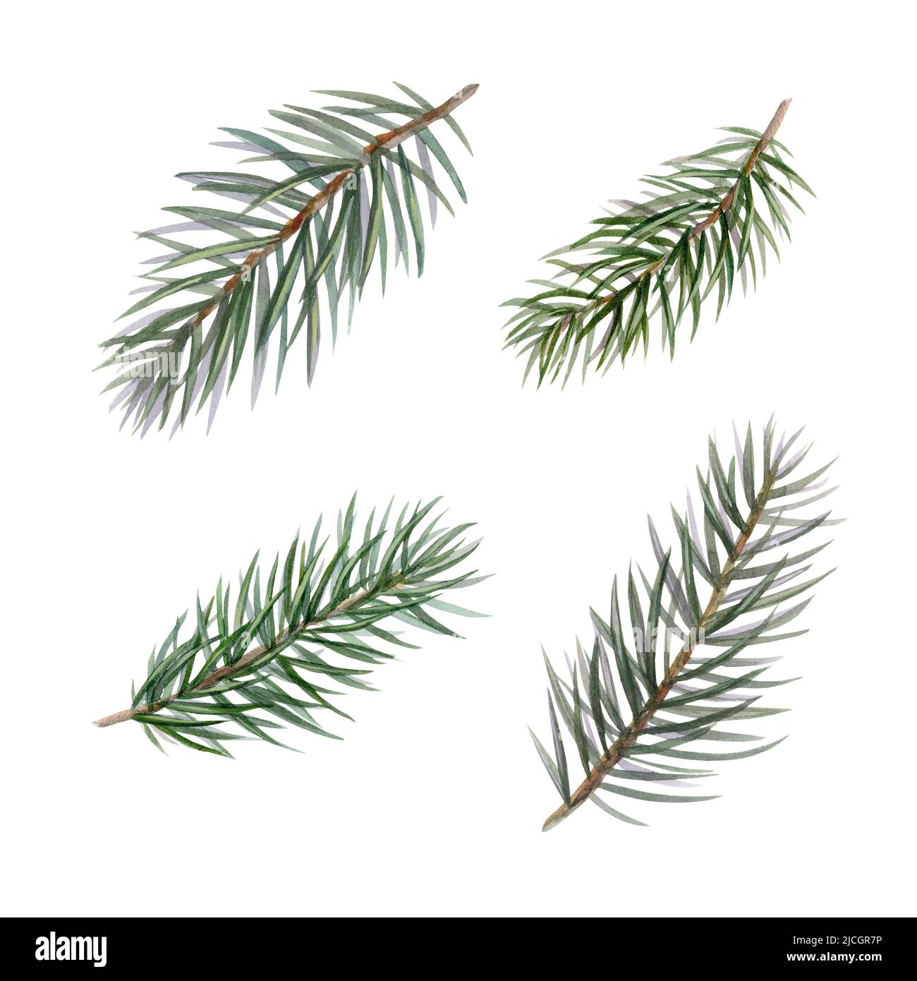 Dry pine branches hi-res stock photography and images - Alamy