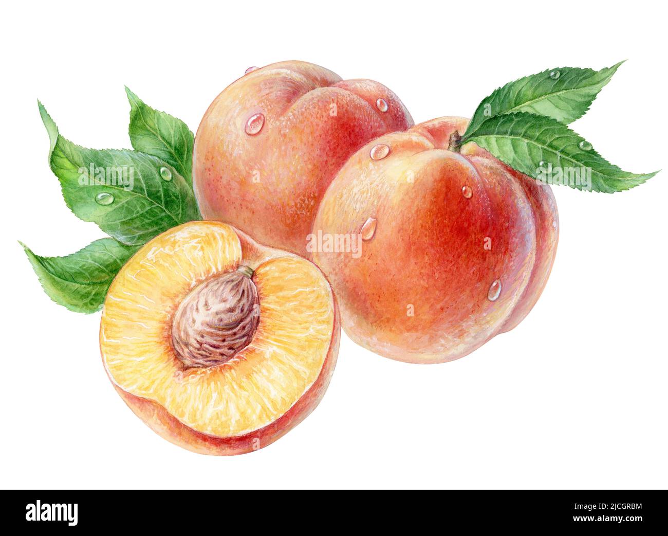 Peaches with green leaves and drops, watercolor illustration. High quality illustration Stock Photo