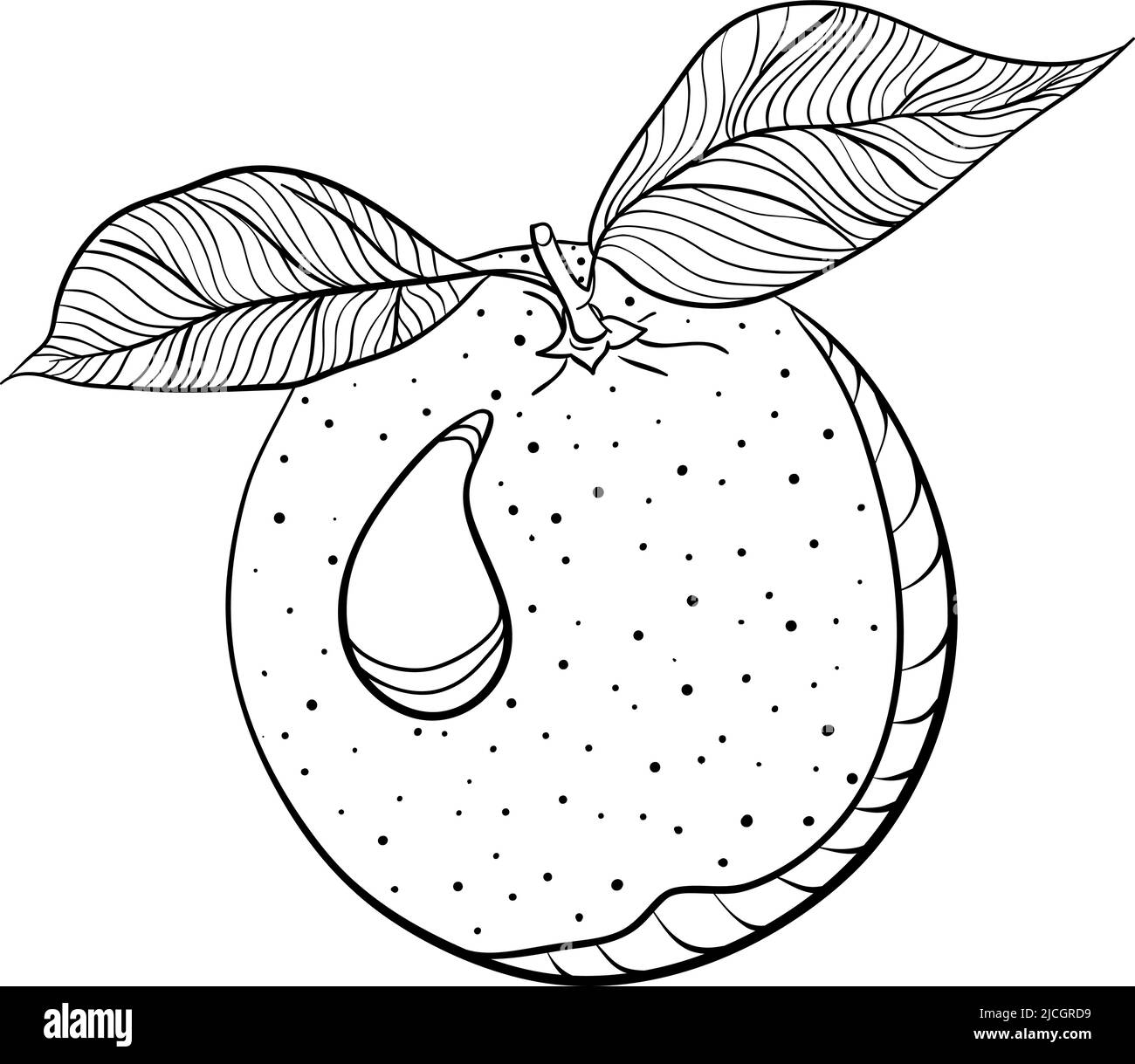 Whole orange in doodle style Stock Vector Image & Art Alamy