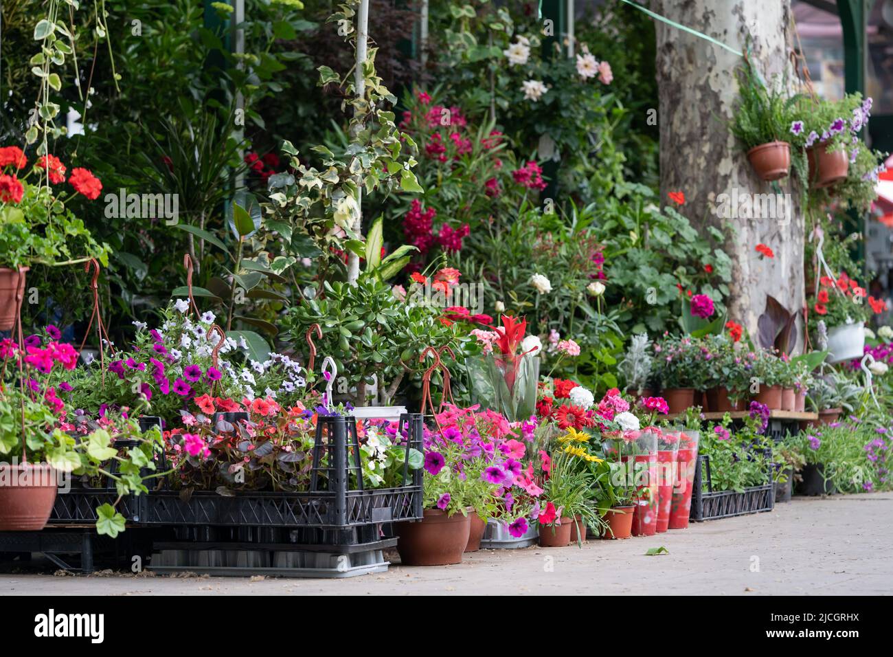 Fair of flowers in Tbilisi. Beautiful flowers and plants for home or