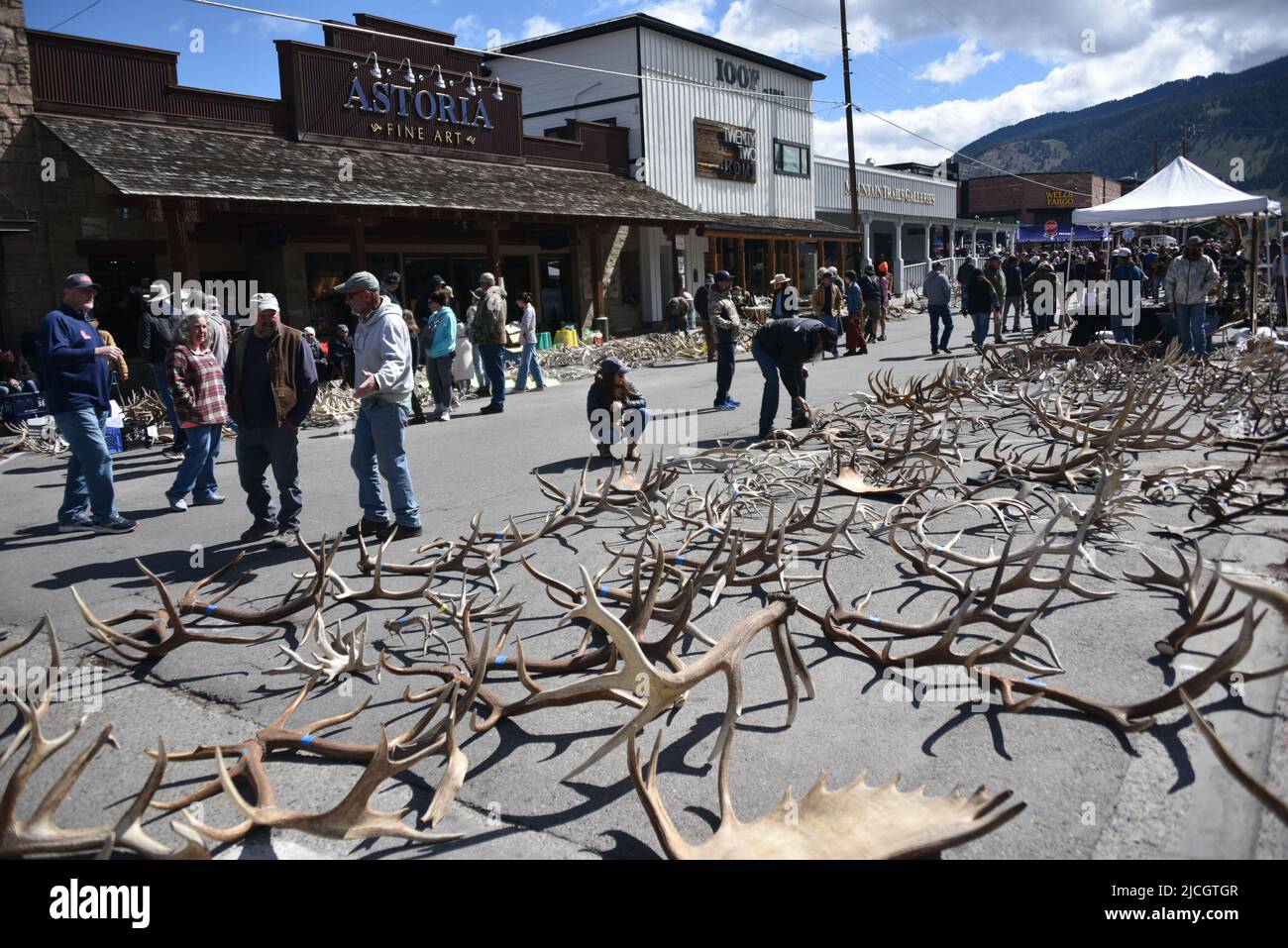 Jackson, WY. USA. 5/21/2022. Boy Scouts of America annual elk and moose